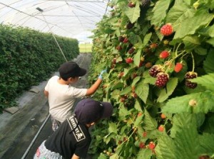 アドベリー②