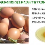 egg1-top